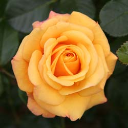 Rose 'Amber Flush'